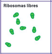 <p><span style="background-color: transparent;">Los ribosomas libres sintetizan proteínas, liberándolas para ser usadas en el citoplasma, como enzimas o de otras maneras. Los ribosomas se forman en una región del núcleo llamada nucléolo.</span></p>