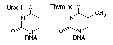a nitrogen-containing base found in RNA (but not in DNA) and derived from pyrimidine. Binds with adenine