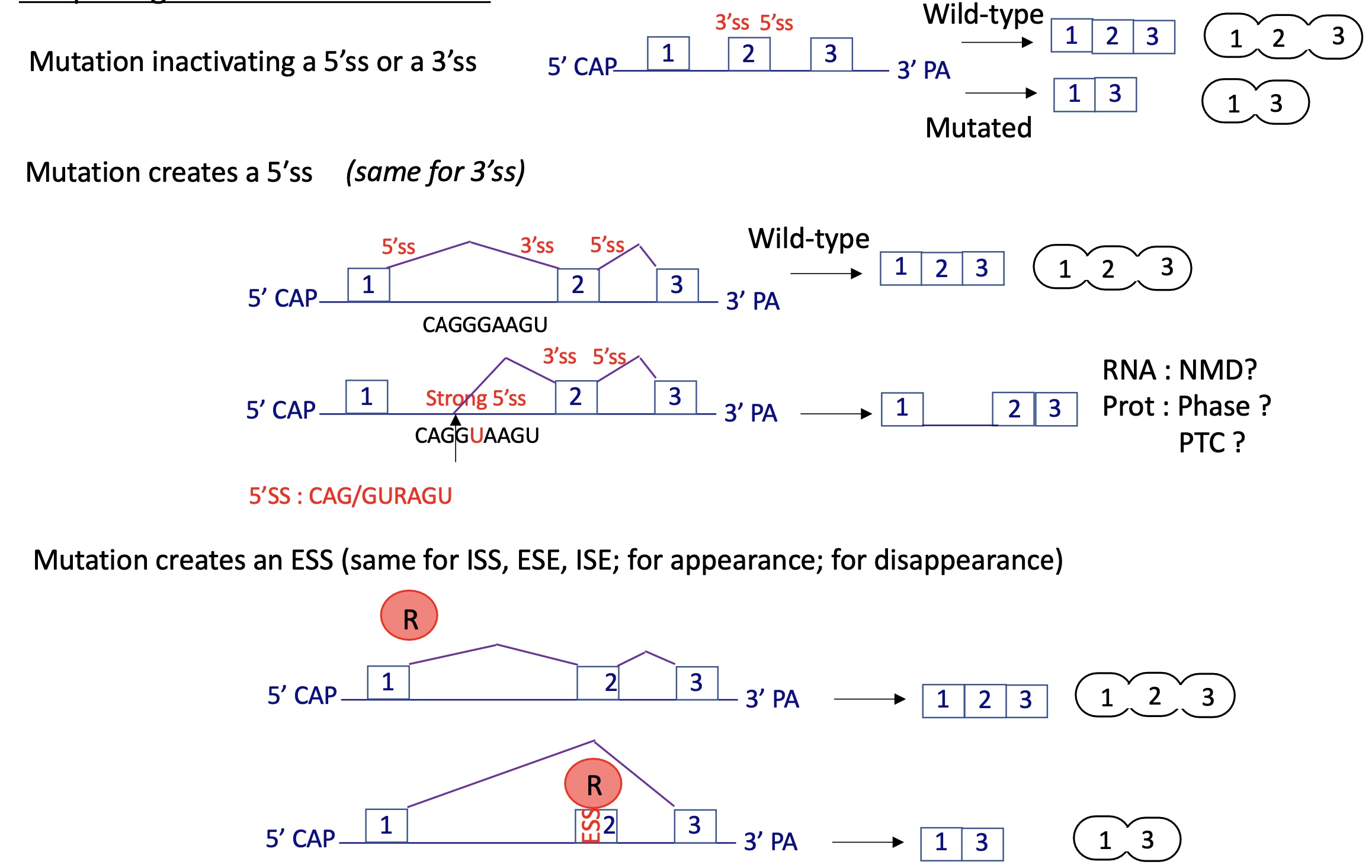 <p>mutation that can :&nbsp;</p><ul><li><p>inactivate 3’SS or 5’SS</p></li><li><p>create a 5’SS or 3’SS</p></li><li><p>creating ESS/ISS/ISE/ESE</p></li></ul><p></p><p></p>