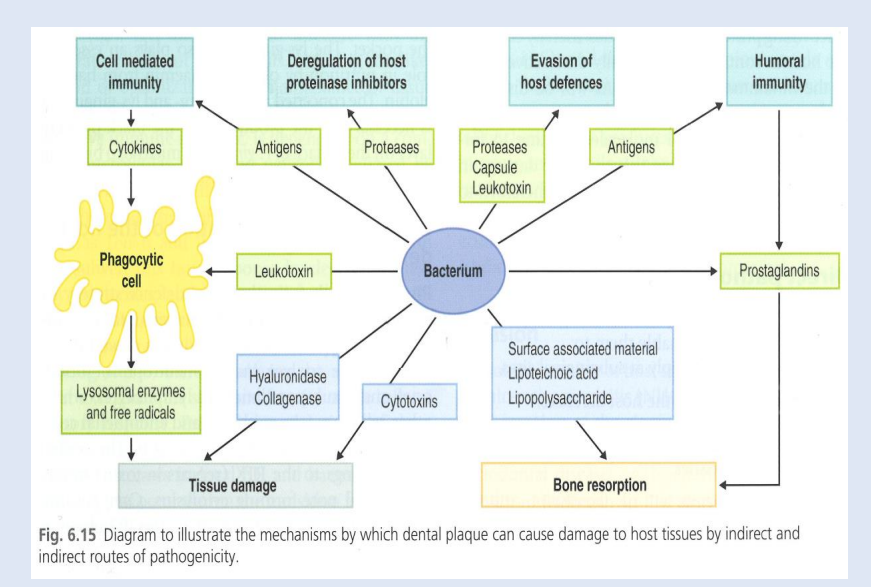 <p>Direct and Indirect Tissue Damage</p>