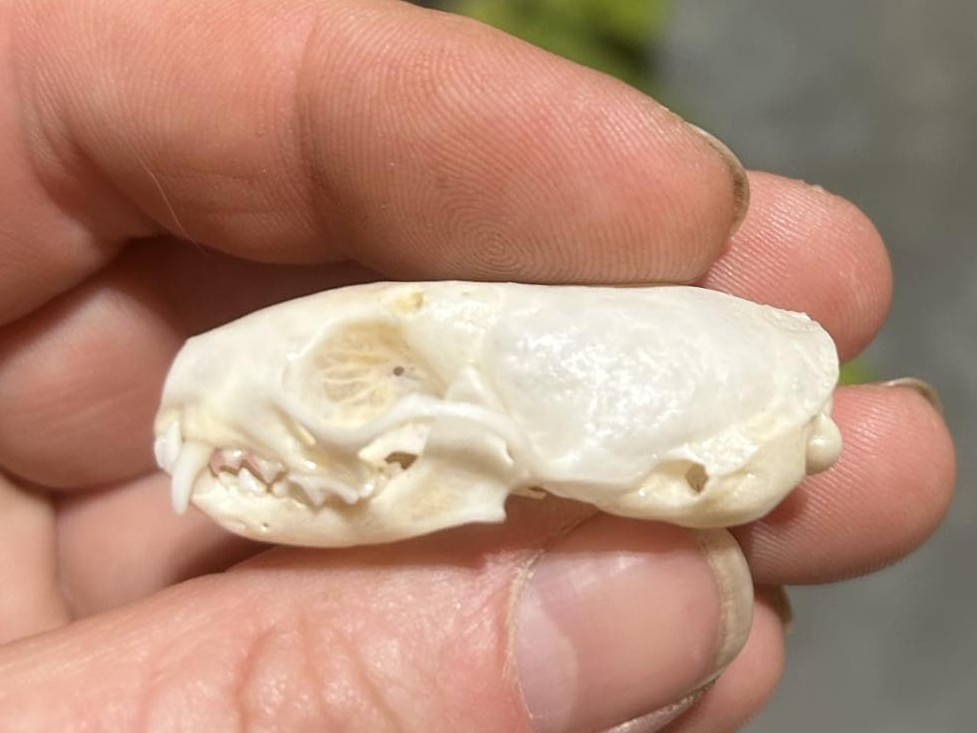 <p><span><u>Skull</u>: boxy, blunt rostrum, flat top</span></p>