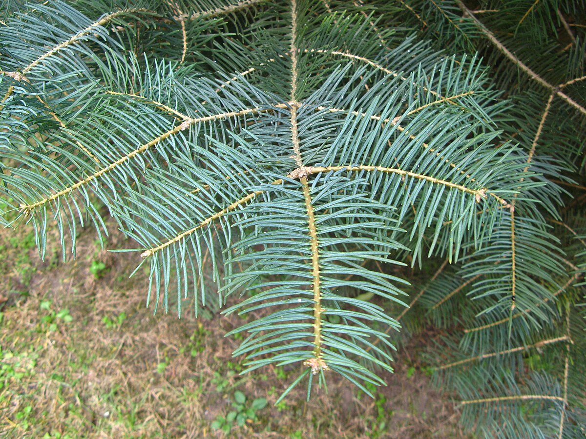 <p>Abies concolor. flat, upward needles</p>