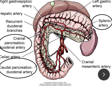 <ul><li><p><span style="color: rgb(140, 138, 138);"><strong>Body</strong></span>:&nbsp;descending duodenum</p></li></ul><ul><li><p><span style="color: rgb(136, 136, 136);"><strong>Left lobe:</strong> </span>along greater curvature of stomach</p></li><li><p><span style="color: rgb(136, 136, 136);"><strong>Right lobe:</strong></span><strong> </strong>closely with duodenum</p></li><li><p><span style="color: rgb(136, 136, 136);"><strong>Bld supply:</strong> </span>Splenic a. (left limb), cranial pancreaticoduodenal a. (body, right limb, proximal), caudal pancreaticoduodenal a. (right limb, distal)</p></li><li><p><span style="color: rgb(136, 136, 136);"><strong>Cats: </strong></span>80% single pancreatic duct, fuses w/ bile duct before entering duodenum</p></li><li><p><span style="color: rgb(160, 160, 160);"><strong>Dogs</strong></span>:&nbsp;Accessory pancreatic duct → minor, pancreatic duct → duodenal papilla (common duct)</p></li></ul><img src="https://knowt-user-attachments.s3.amazonaws.com/624ce157-6b3e-4bd0-b425-622ce80cc213.png" data-width="50%" data-align="center"><p></p>