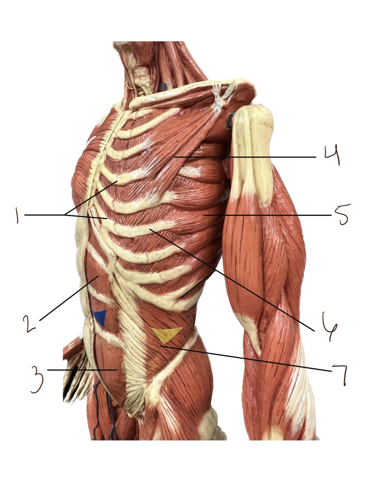 <p>3 </p>