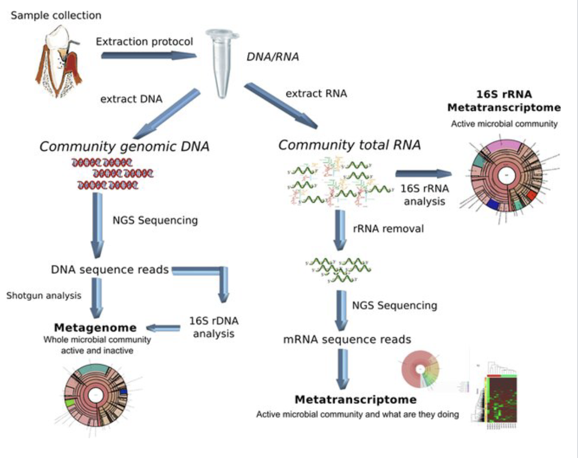 <p>Metagenomics is associated with DNA, and metatranscriptomics is associated with mRNA.</p>