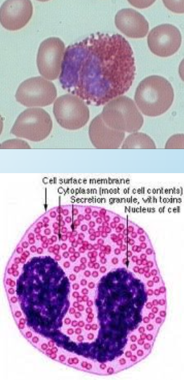 <p>eosinophils</p>
