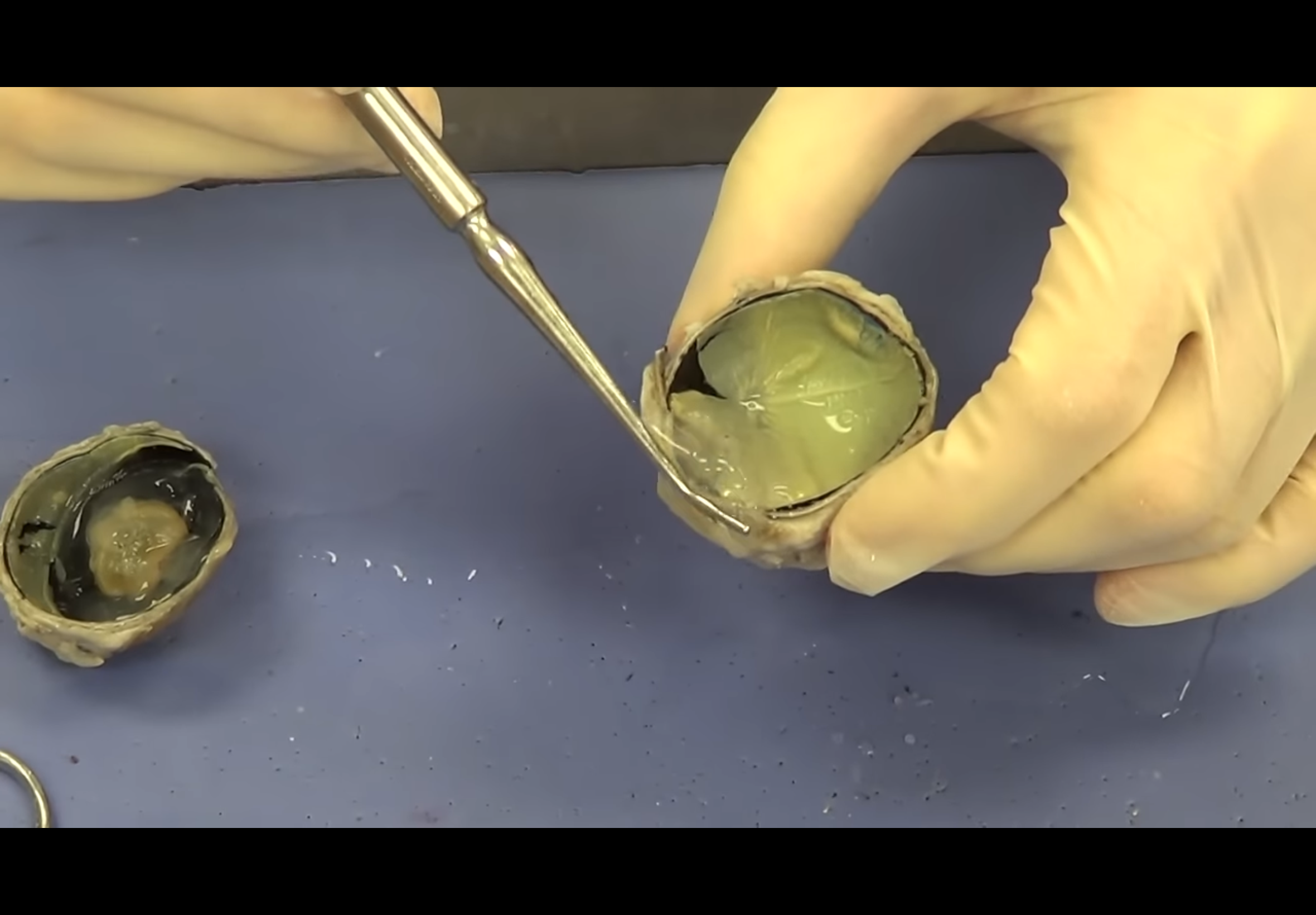 <p>Gel like substance</p>