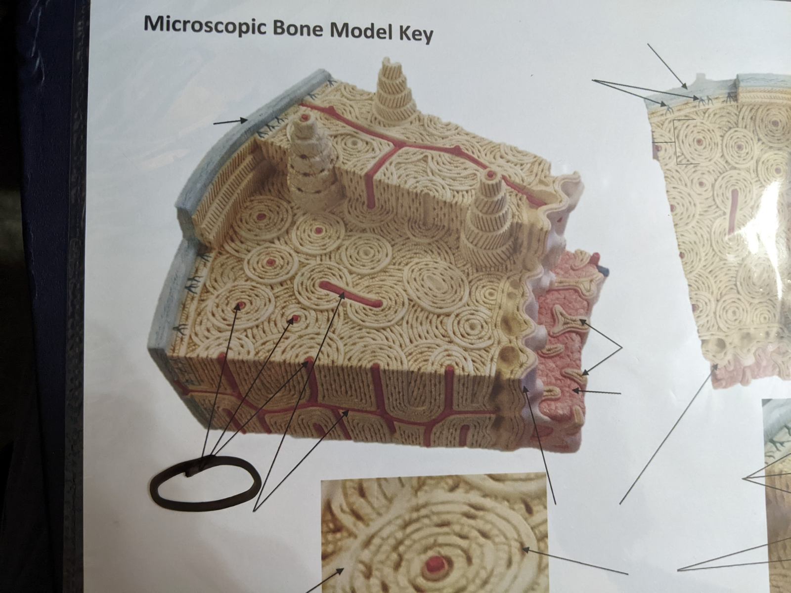 knowt flashcard image