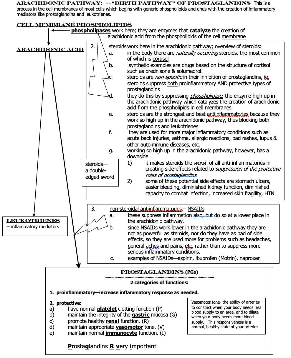 <p>birth pathway to PG’s</p>