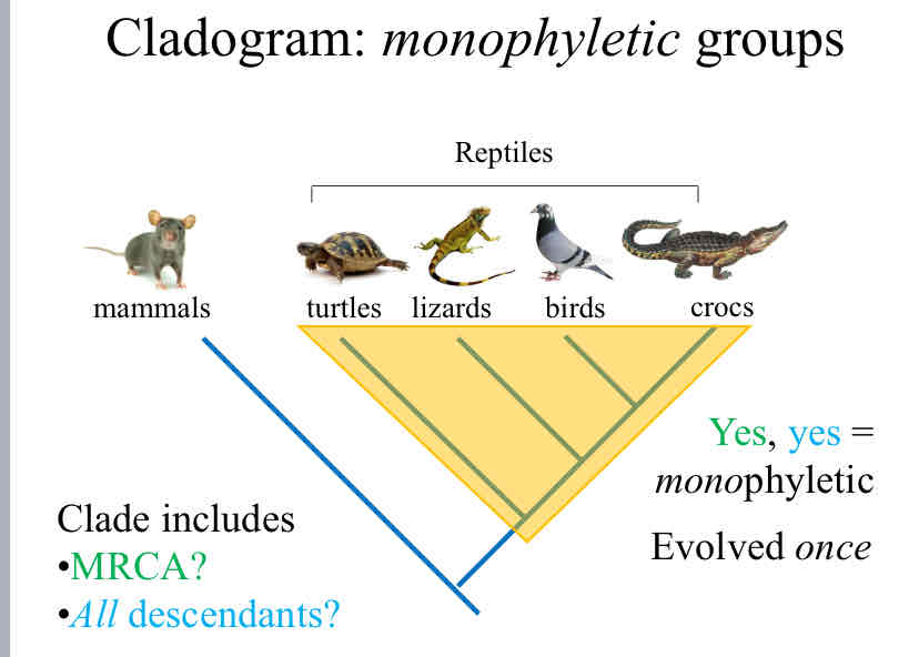 <p>Monophyletic</p>