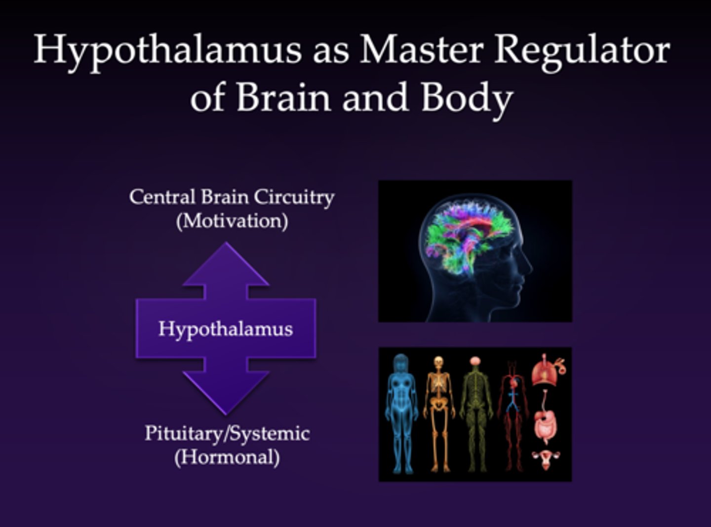 <p>- connects the brain to the rest of the body</p><p>- regulates hormonal output to the rest of the body</p><p>- releases chemical as hormones through the rest of the body</p><p>- controls the pituitary gland and systemic hormonal processes</p>