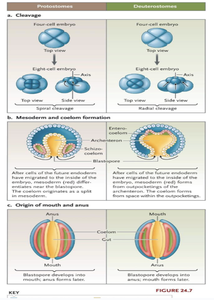 <p>1) Spiral cleavage</p><p>2) Schizocoely</p><ul><li><p>Type of coelom formation that occurs during embryonic development, where the coelom forms by the splitting of the mesodermal tissue</p></li></ul><p>3) Mouth derived from blastopore</p>