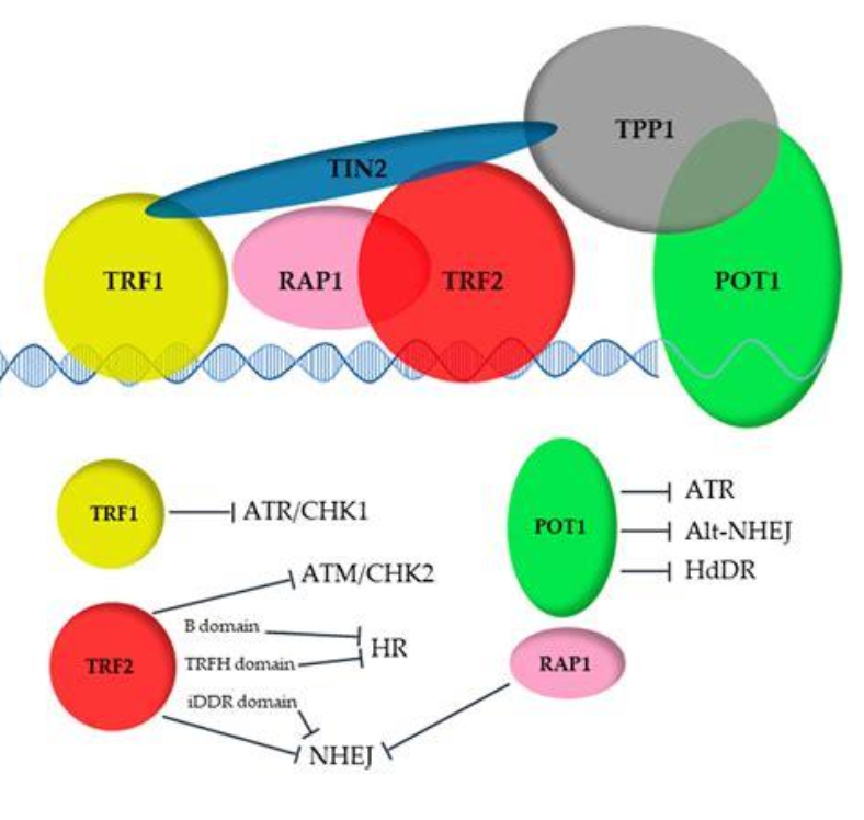 <p>Lagging strand cannot fully replicate ends of DNA so <strong>Telomerase (TERT + TERC RNA template) extends 3’ overhang</strong></p><p class="p1"><span><strong>Shelterin complex </strong></span>(TRF1, TRF2, POT1, TPP1, TIN2,</p><p class="p1">RAP1):<br>Protects ends from DNA damage response<br>Prevents inappropriate repair/recombination<br>Telomere shortening results in cellular senescence, aging<br><span style="line-height: normal;">Telomerase reactivation in observed cancer immortality</span></p><p class="p2"><strong>Alternative Lengthening of Telomere (ALT) </strong><span>pathway </span>in telomerase deficiency</p>