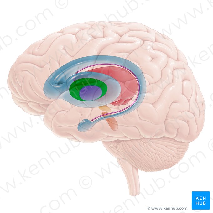 <p>Externe globus pallidus</p>