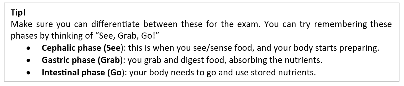 <ul><li><p>Cephalic or reflex phase</p></li><li><p>Gastric or absorption phase</p></li><li><p>Intestinal or fasting phase</p></li></ul><p></p>