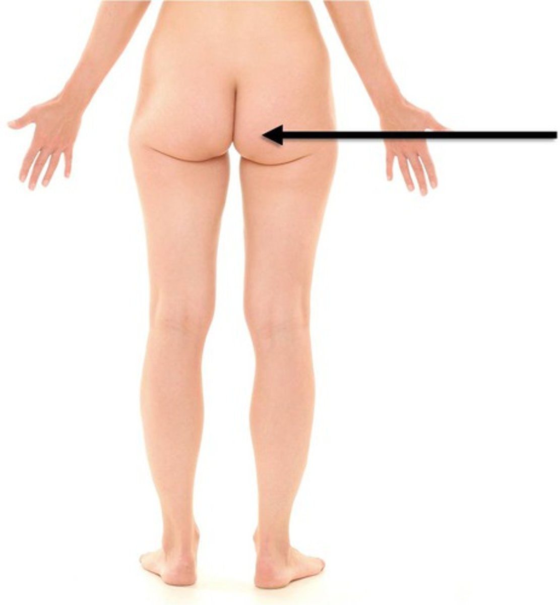 <p>Buttock</p>