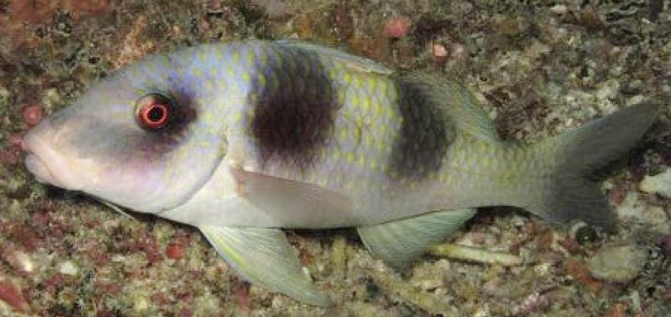 <p>Family Mullidae</p>