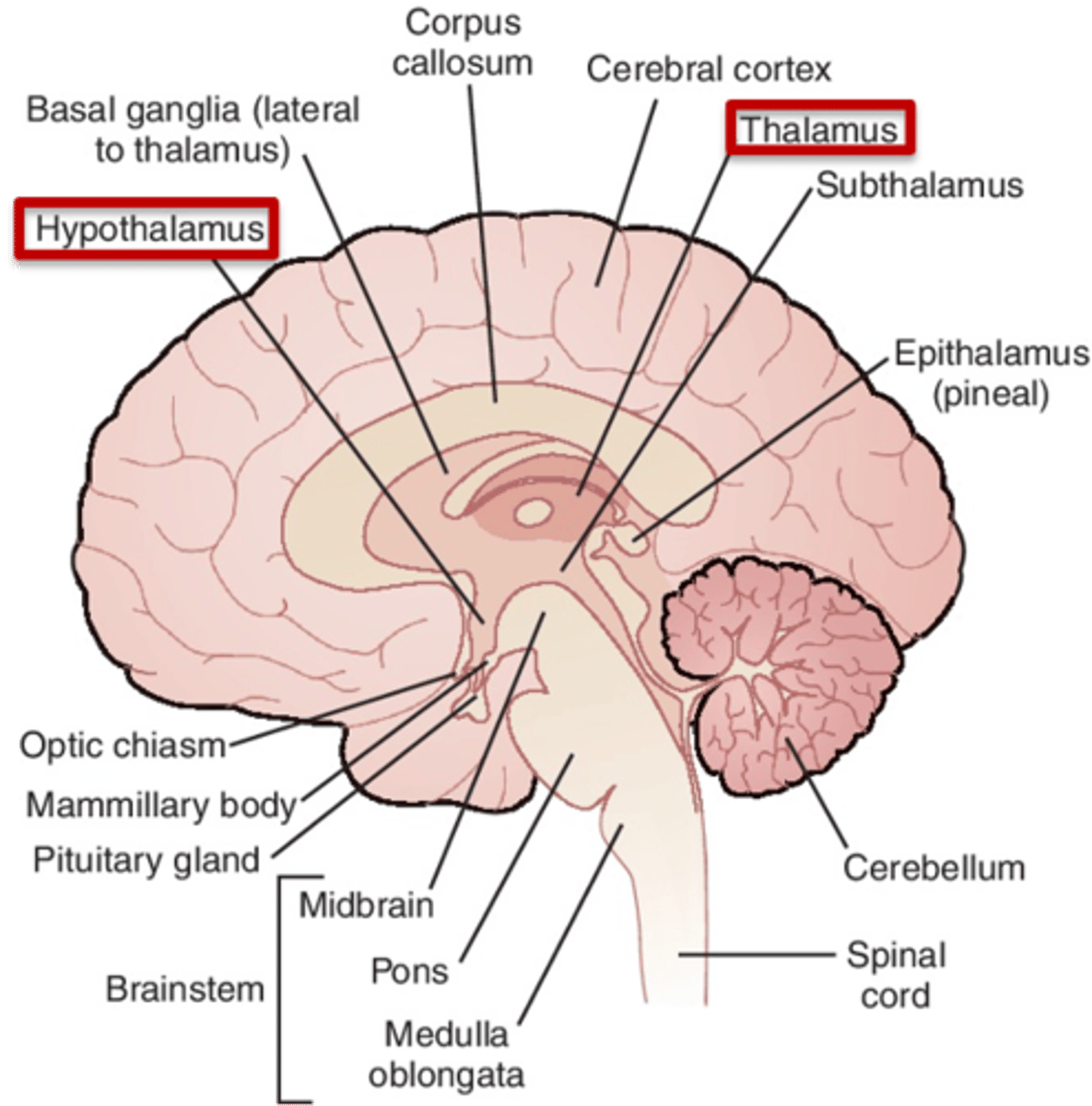 <p>1. thalamus</p><p>2. hypothalamus</p>