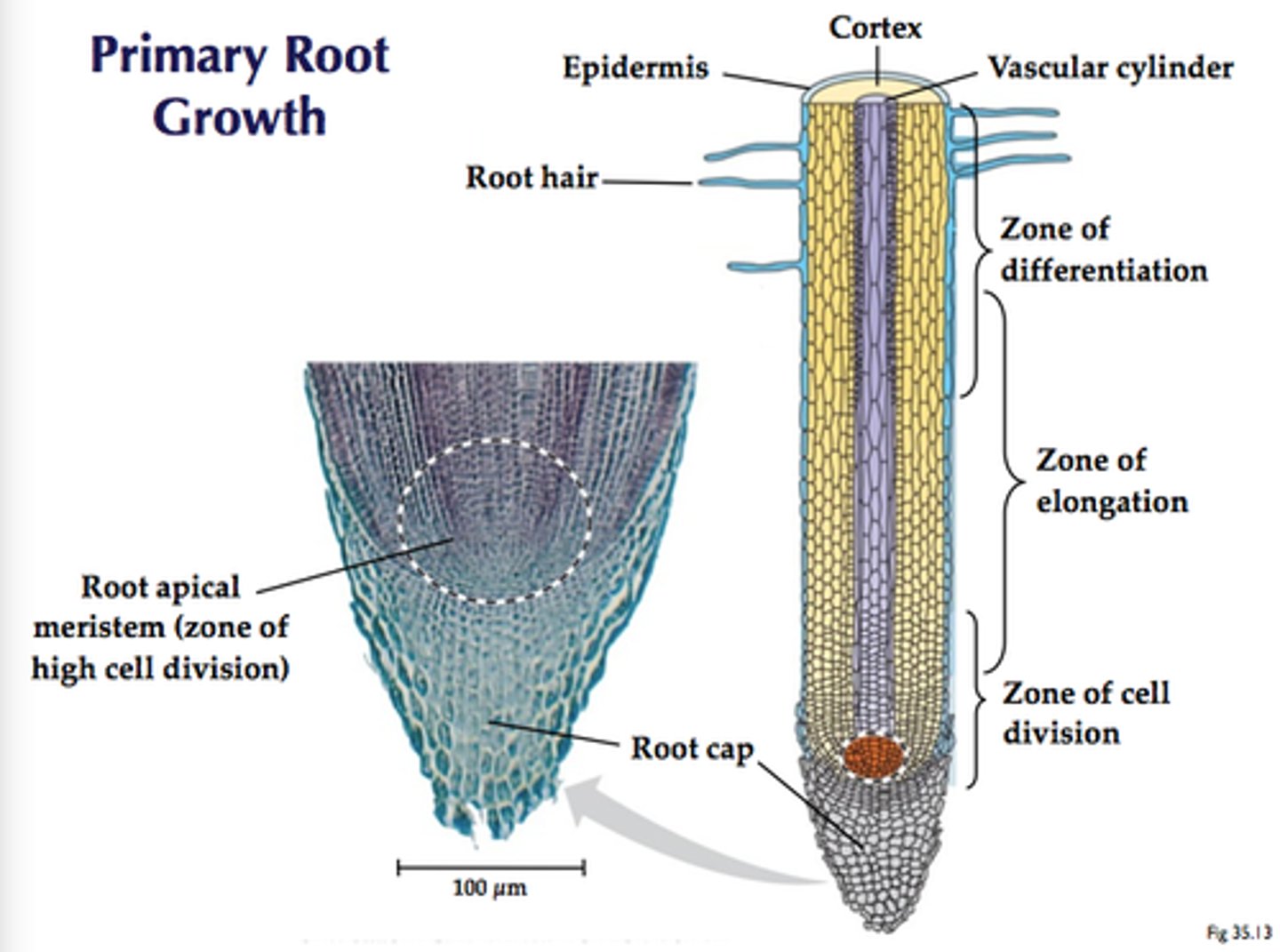 <p>Plant growth that occurs from primary meristems and produces primary tissues and organs of diverse types</p>