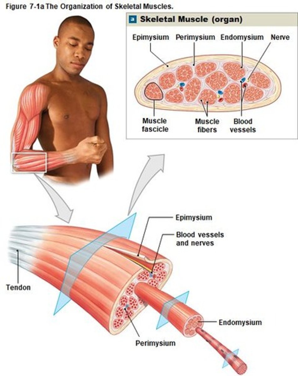 <p>Composed of skeletal muscle tissue; attached to bones.</p>