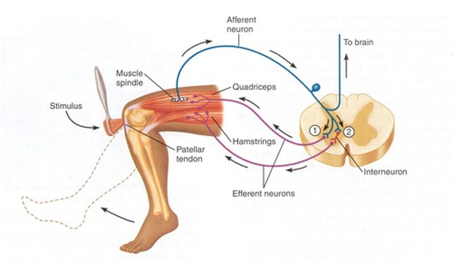 <p>spinal reflex</p><p>monosynaptic, unisegmental, ipsilateral (all on one side), reciprocal innervation (opposing muscle groups)</p><p>contraction opposite to the stretch initiator</p>