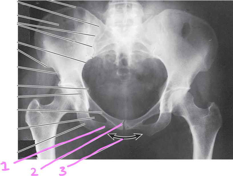 <p>identify structures 1-3</p>