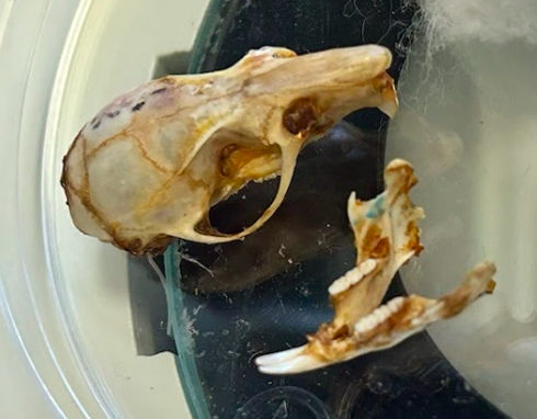 <p>Common Name?</p><p>Family?</p><p>Genus?</p>