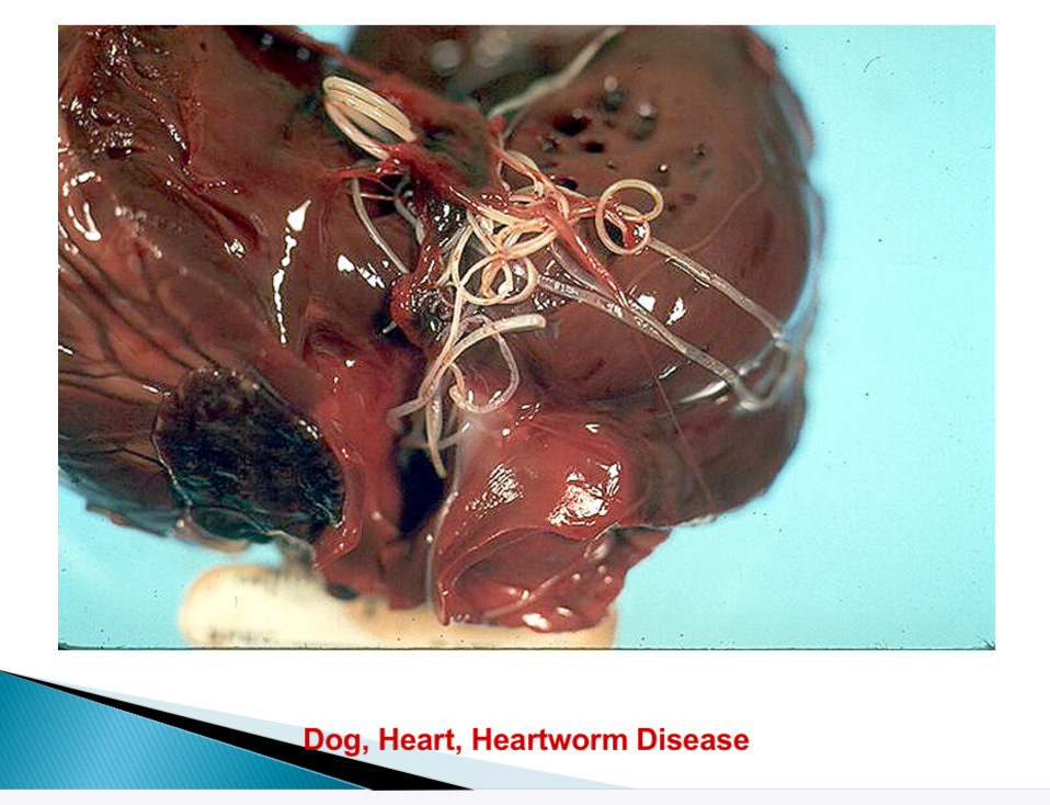 <p>Dirofilaria immitis </p>