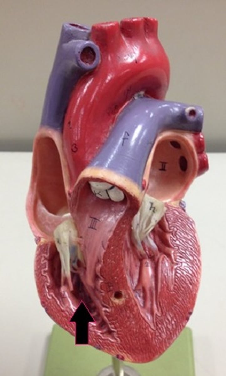 <p>Identify the chamber.</p>