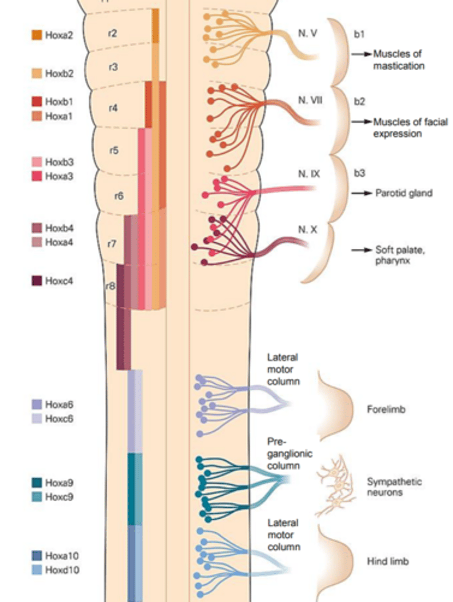 <p>What are hox genes? They are a family of genes that encode transcription factors that regulate developmental processes in organisms.</p><p>Rostrocaudal pattern: Members of the Hox gene family are expressed in overlapping domains (rhombomeres) along the rostrocaudal axis of the developing midbrain, hindbrain, and spinal cord. Specific hox genes control the identity of neurons in individual rhombomeres. For example, Hoxb1 is expressed at high levels in rhombomere 4, the domain that gives rise to facial motor neurons, but is absent from rhombomere 2, the domain that gives rise to trigmeninal motor neurons.</p><p>Hox genes in hindbrain and spinal cord- Hox gene expression controls motor neuron identity in the hindbrain (think back to the mutants they made). Hox genes control the identity and projection of spinal motor neurons. Hox genes also organize the hindbrain and spinal cord (because of the rhombomeres and individual hox genes in them?)</p>