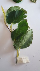 Tilia platyphyllos
