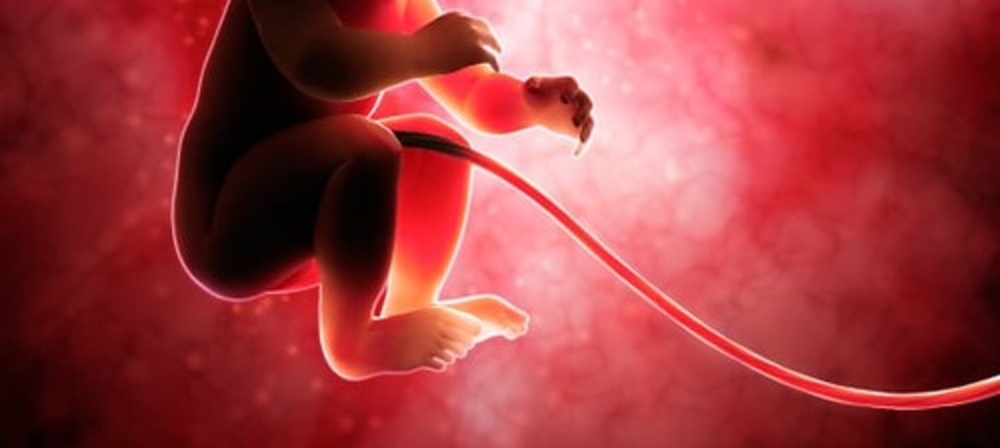 <p>umbilical cord</p>