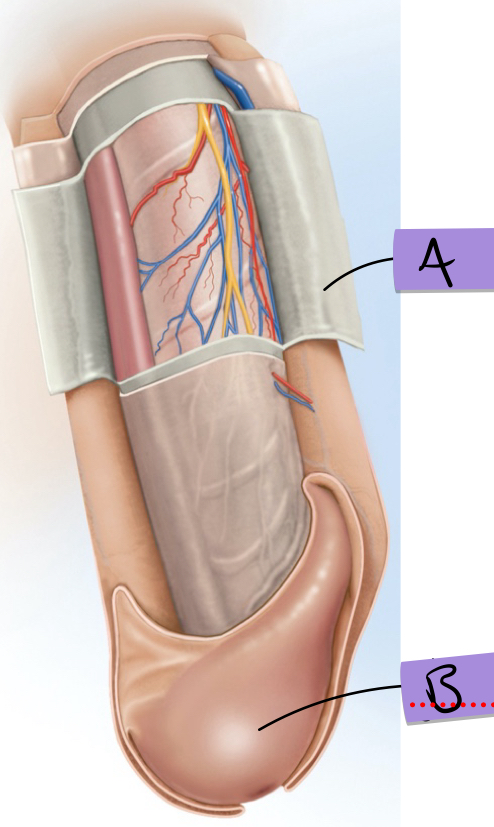 <p>what is B and describe it</p>