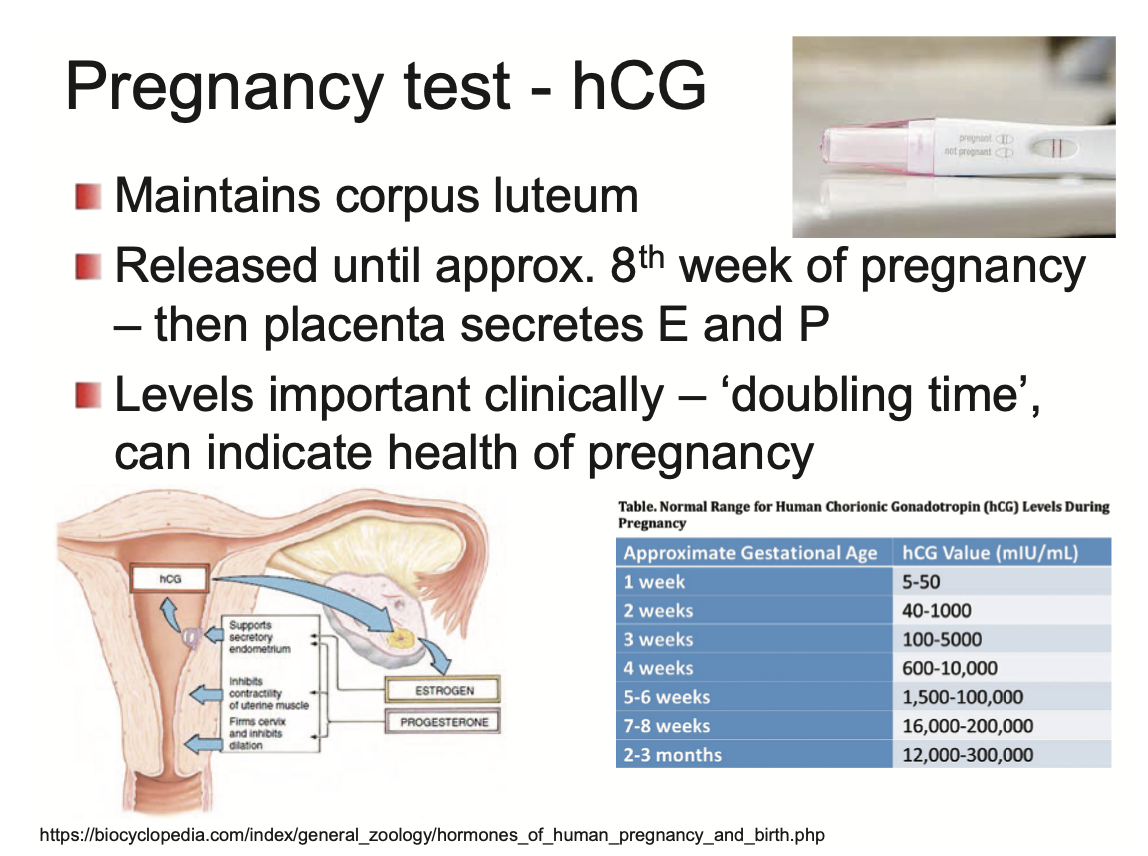<p>After 2 weeks, pregnancy can be detected by hCG secretion</p><ul><li><p>cells outside blastocyst secrete hCG</p></li><li><p>hCG goes to ovary and maintains the corpus luteum</p><ul><li><p>released until approx. Week 8 of pregnancy, then placenta secretes E and P</p></li></ul></li><li><p>hCG levels can indicate health of pregnancy</p></li></ul><p></p>