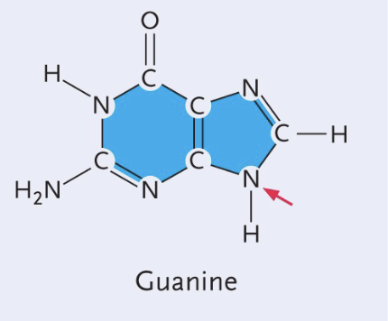 <ul><li><p>Double (purine) </p></li><li><p>Double bond O </p></li></ul><p></p>
