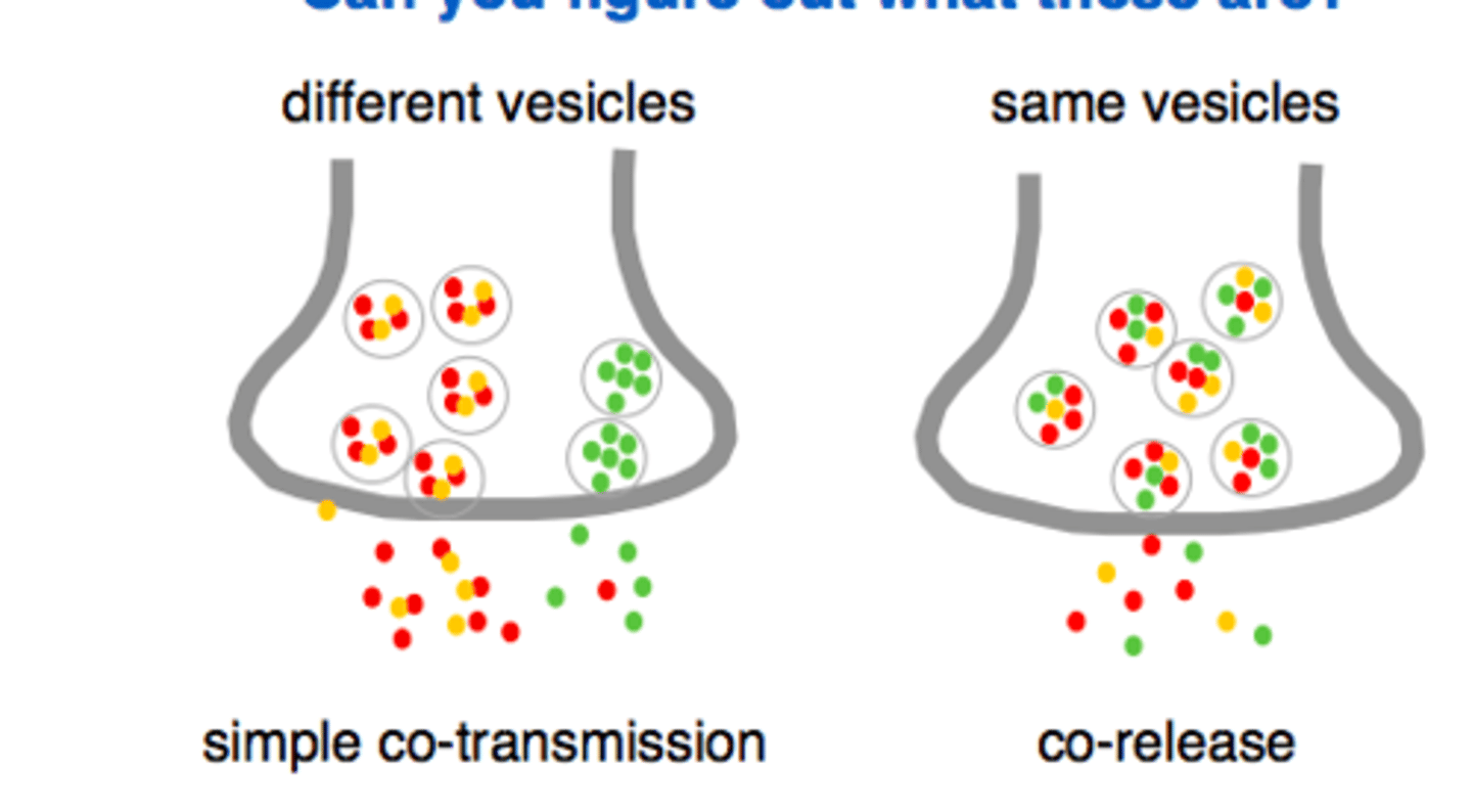 <p>B) In the same set of synaptic vesicles</p>