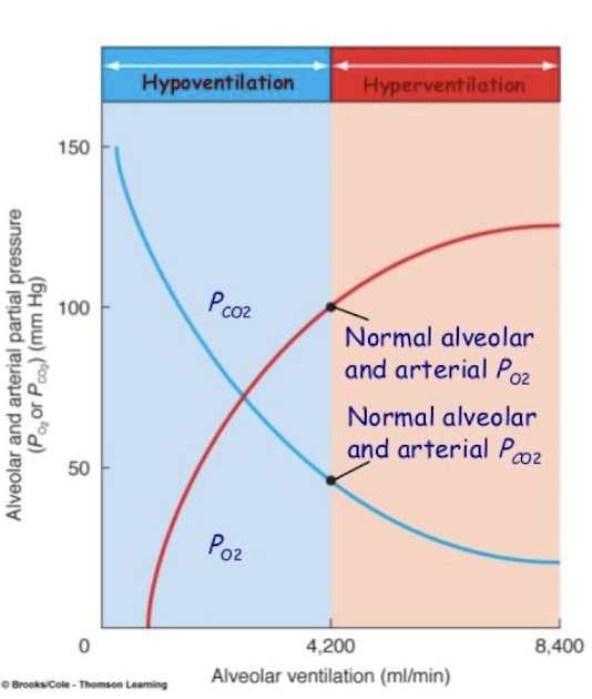 <p>Happens the most because the drugs we give cause this</p><ul><li><p>Alveolar hypoventilation as insufficient ventilation leading to hypercapnia </p></li><li><p><strong>ETCO2 3-5 mmHg &lt;PaCO2</strong></p></li><li><p>caused by decrease in <strong>tidal volume (not taking enough breaths, or not fast enough)</strong>, RR, inc dead space, or combo</p></li></ul><p></p>