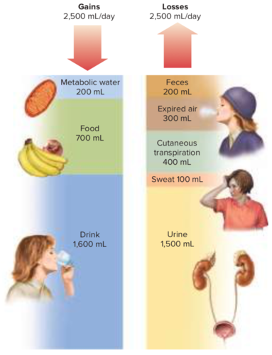 - When daily gains and losses are equal. 
- We gain and lose ~ 2500 mL/day