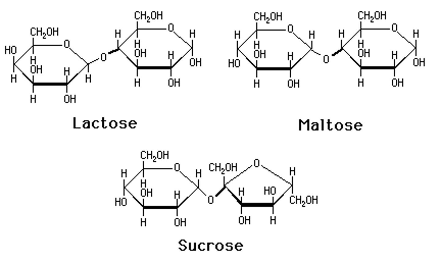 <p>-maltose</p><p>-sucrose</p><p>-lactose</p><p>DI-MA-LAC-SU</p>
