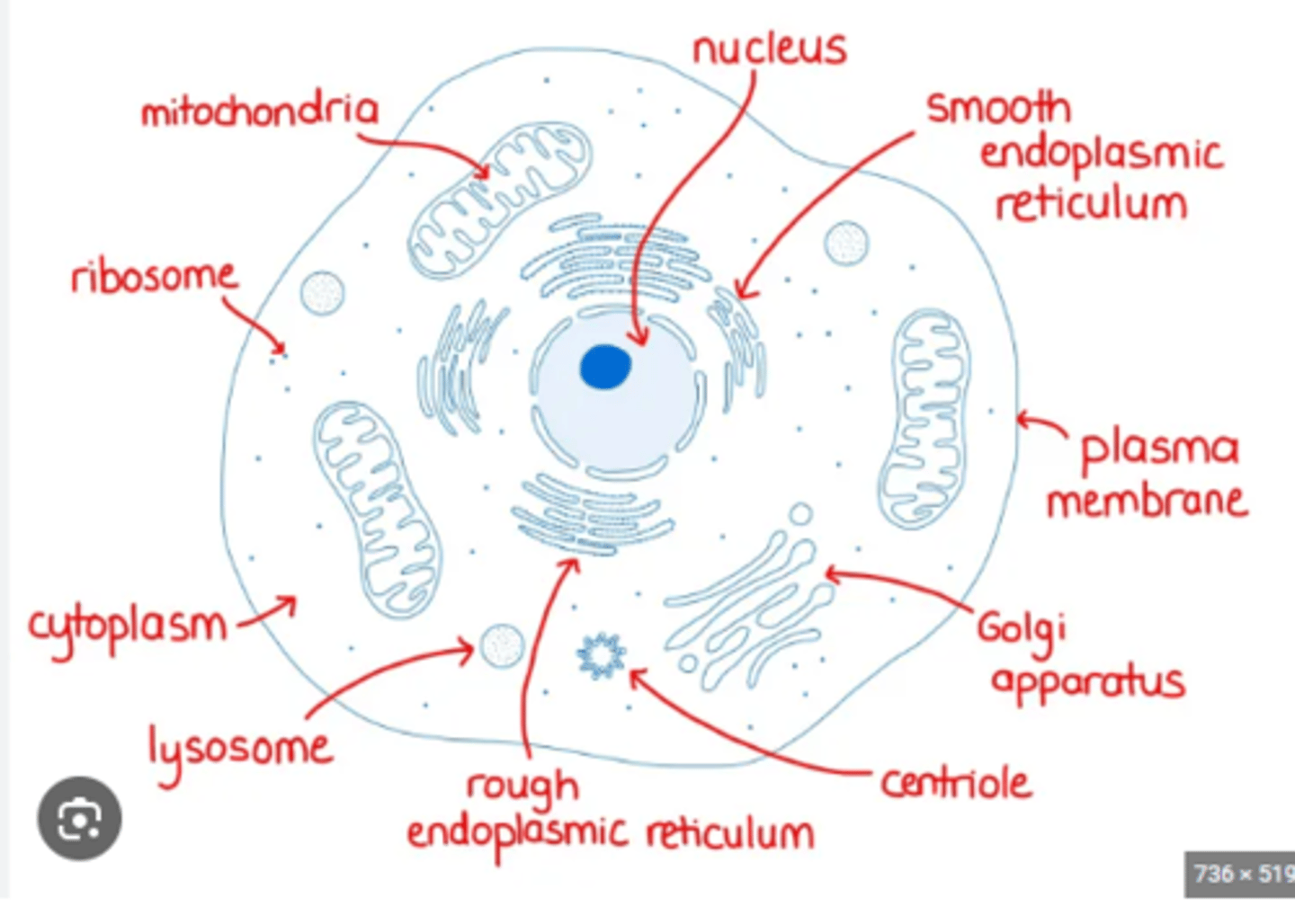 <p>Where is the Golgi apparatus located in the cell?</p>