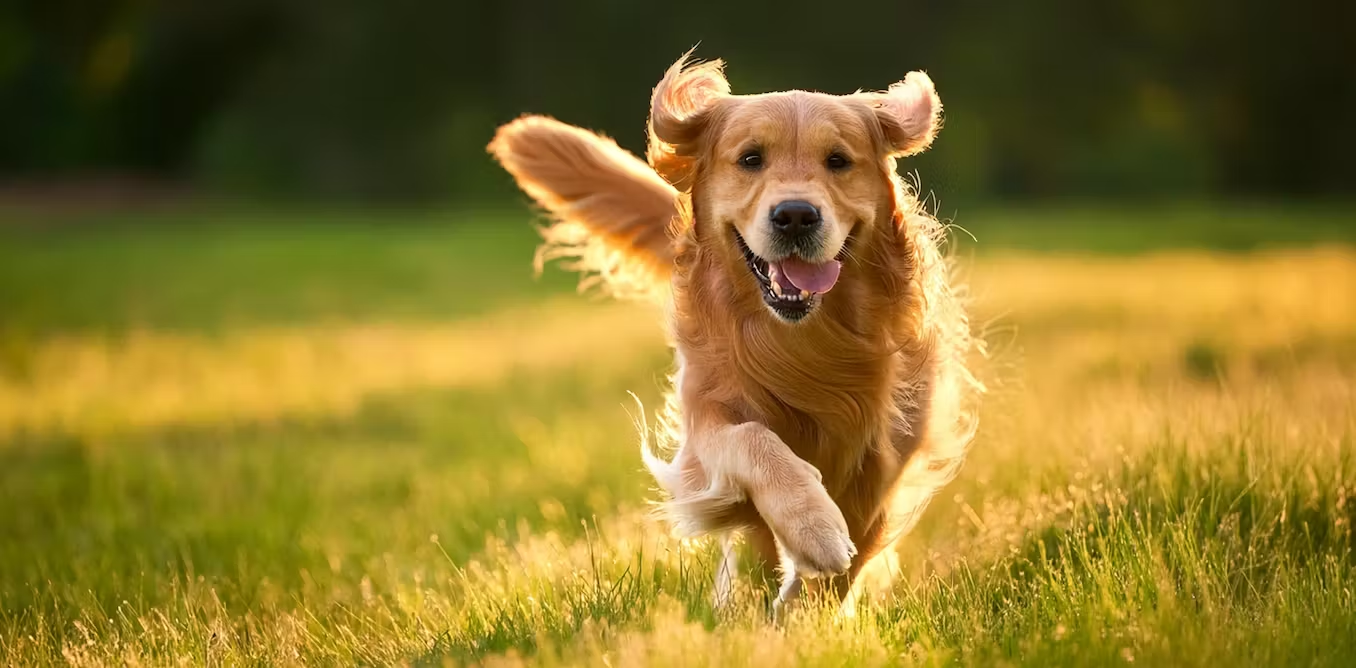 <p>Dog </p>