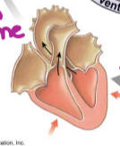 <p>as ventricular pressure rises and exceeds pressure in the arteries, the semilunar valves open and blood is ejected</p>