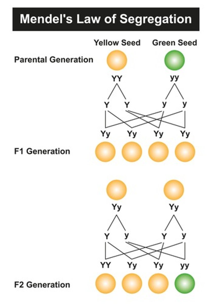 <p>Principle stating that two alleles for a trait separate during meiosis so each gamete carries only one.</p>