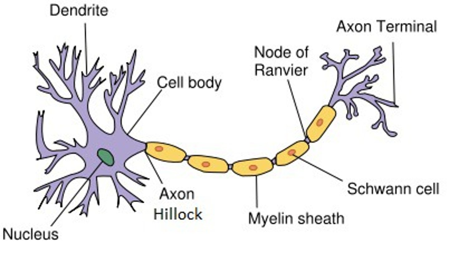 <p>nodes of Ranvier</p>