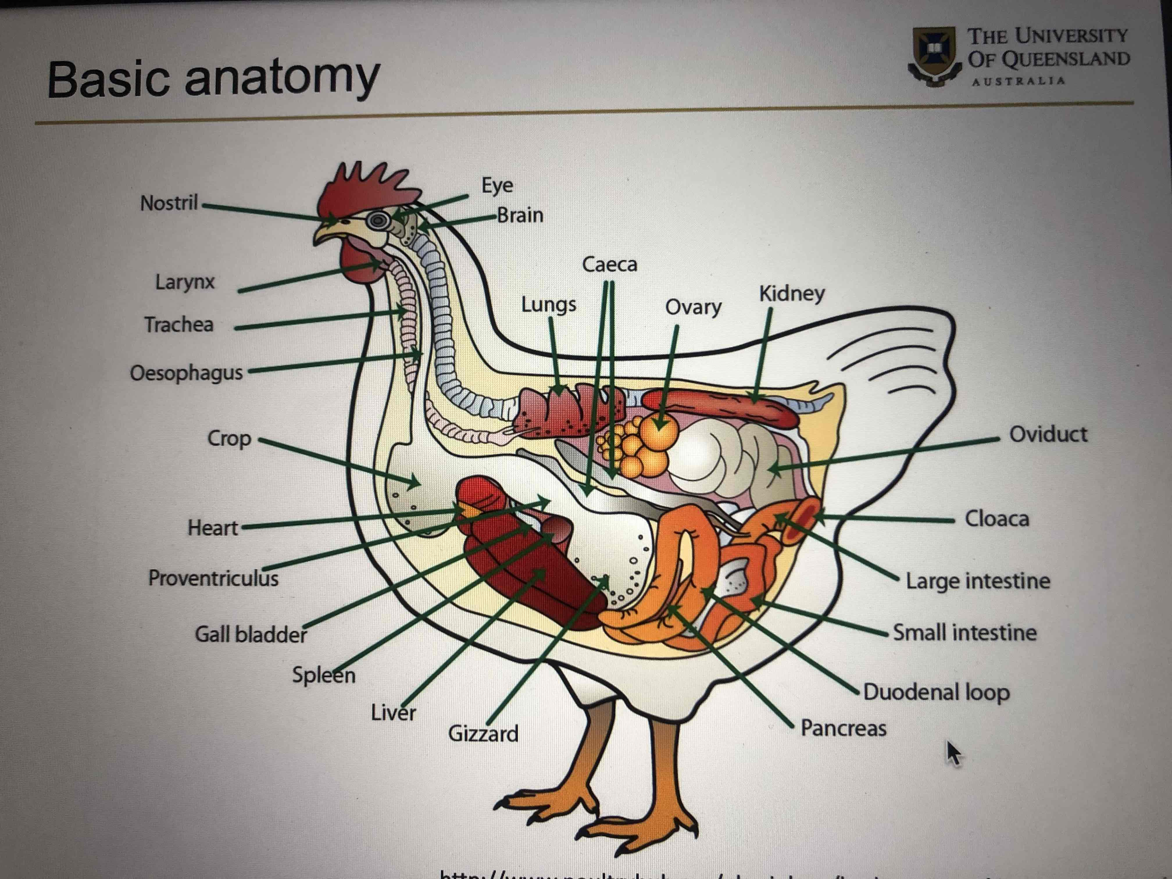 <p>The avian lung has a flow through system with small at capillaries. The mammalian lung has reciprocating ventilation with large terminal airspaces called alveoli.</p>