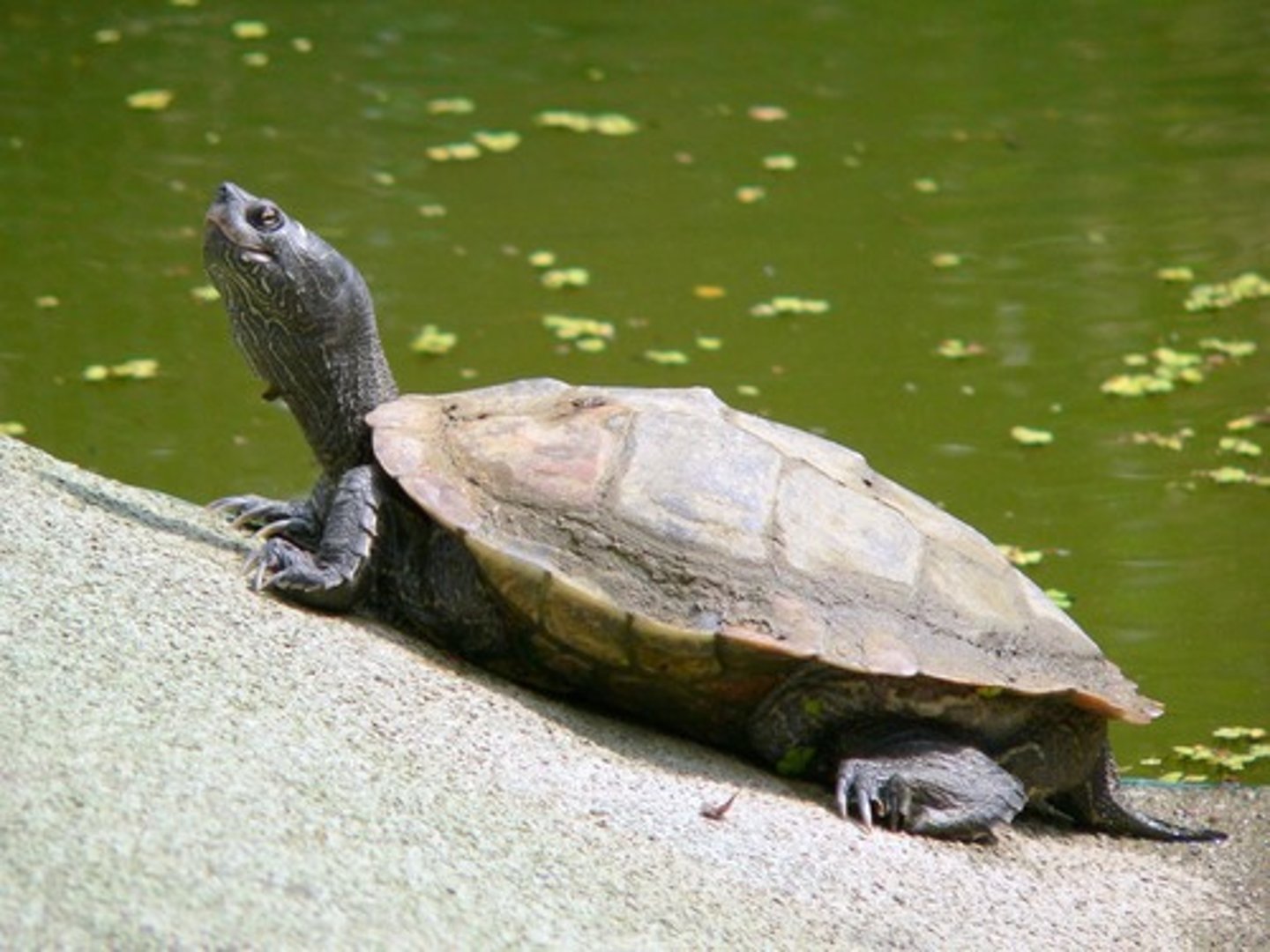 <p>the turtle</p>