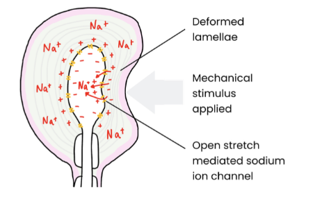<ul><li><p><span style="background-color: transparent;">A mechanical stimulus deforms the lamalle and stretch-mediated sodium ion channels</span></p></li><li><p><span style="background-color: transparent;">So sodium ion channels in the membrane open and Na+ diffuses into the sensory neuron</span></p></li><li><p><span style="background-color: transparent;">An increase in pressure causes more Na+ channels to open and more Na+ to enter</span></p></li><li><p><span style="background-color: transparent;">This causes depolarisation, leading to a generator potential&nbsp;</span></p></li><li><p><span style="background-color: transparent;">If the generator potential reaches threshold it triggers an action potential</span></p></li></ul><p></p>