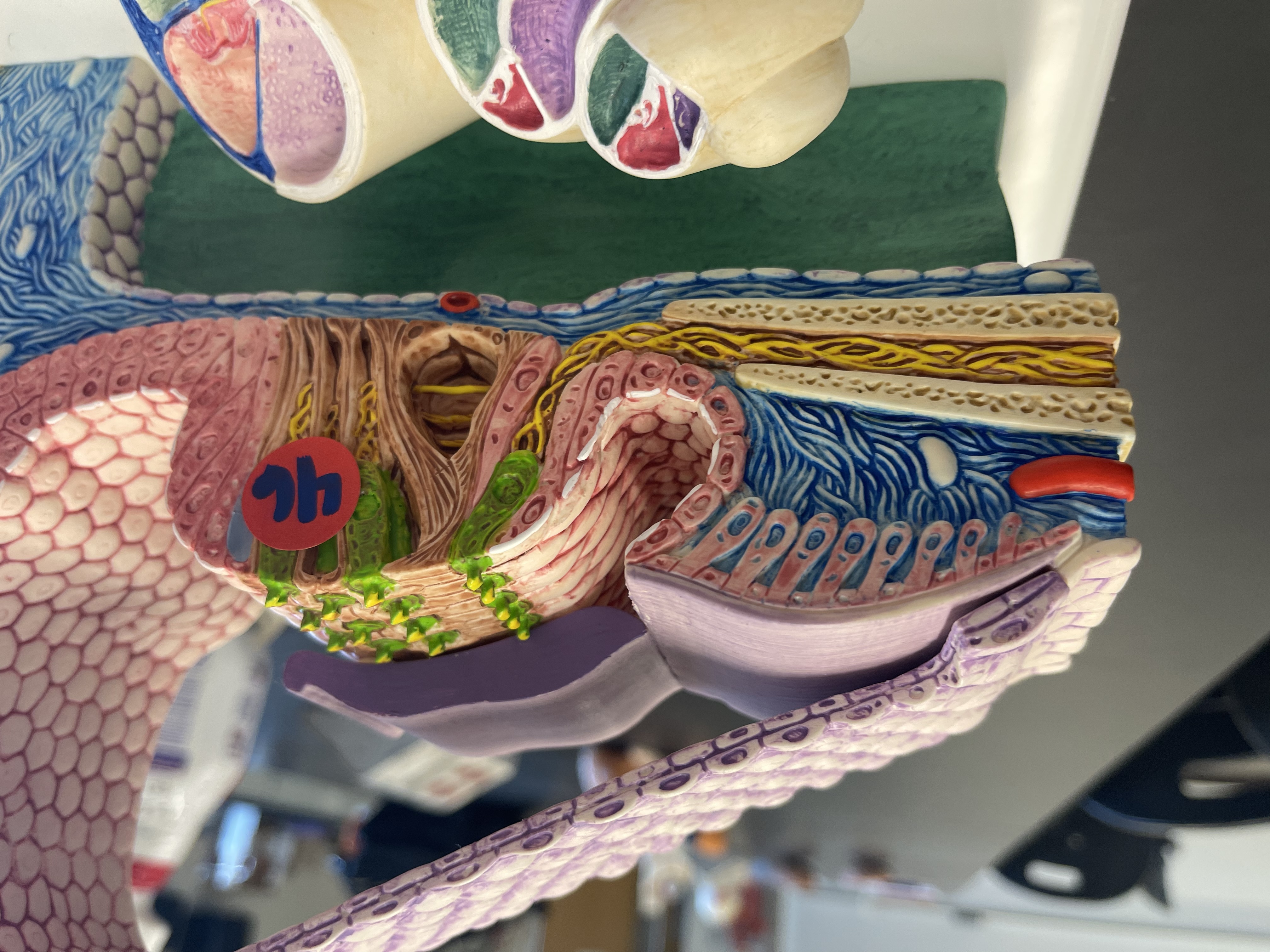 46 and what section of vestibule?