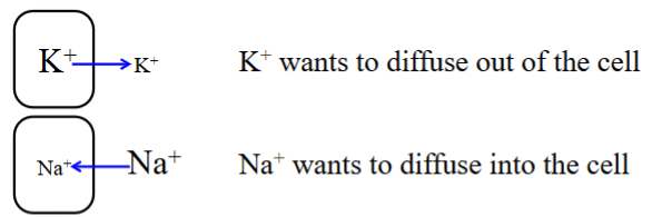 <ul><li><p>Both chemical and electrical gradients are present.</p><ul><li><p>For the electrical gradient, the intracellular environment wants to become more positive.</p></li></ul></li><li><p>The Na⁺/K⁺ pump pumps K⁺ into the cell, and the K⁺ then wants to move back out of the cell. </p></li><li><p>The Na⁺/K⁺ pump pumps Na⁺ out of the cell, which then wants to move back into the cell. </p></li></ul><p></p>