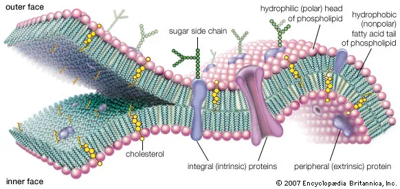<p></p><p>(n) (động, thực vật) màng </p>